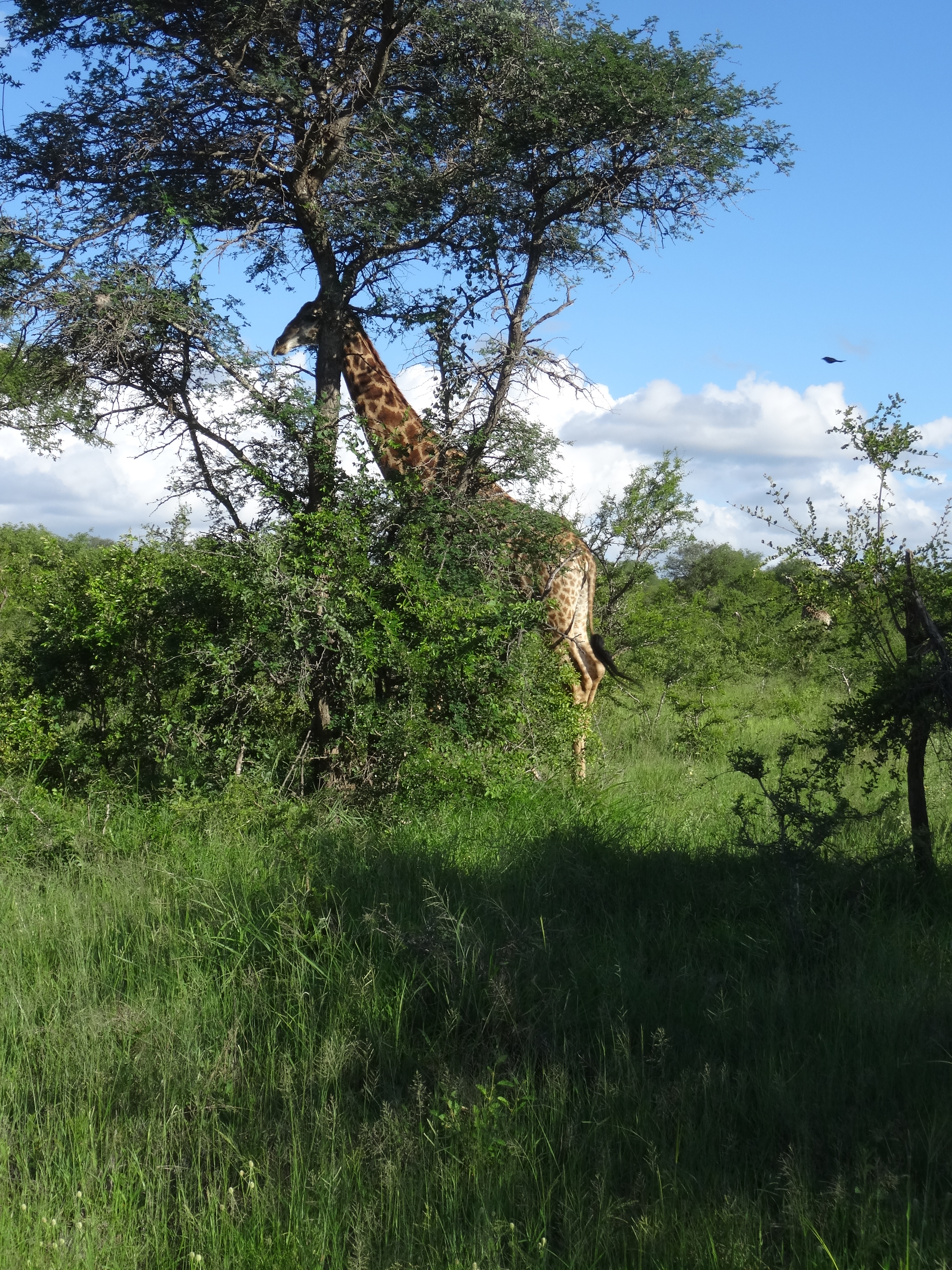 Giraffe_South_Africa_Safari
